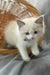 Sophie | Ragdoll Kitten