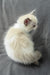 Sophie | Ragdoll Kitten
