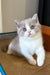 Sprig | British Shorthair Kitten