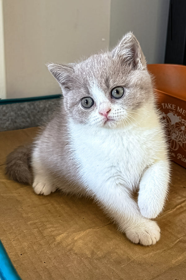 Sprig | British Shorthair Kitten