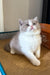 Sprig | British Shorthair Kitten