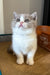 Sprig | British Shorthair Kitten