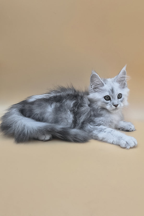 Sterling | Maine Coon Kitten