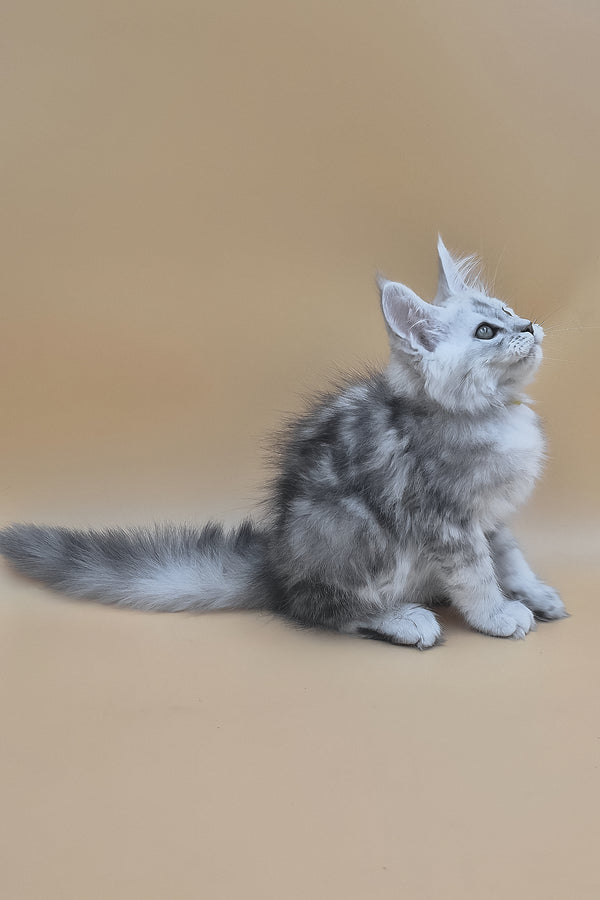 Sterling | Maine Coon Kitten