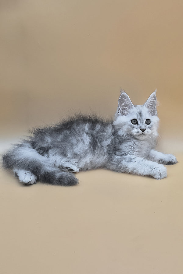 Sterling | Maine Coon Kitten