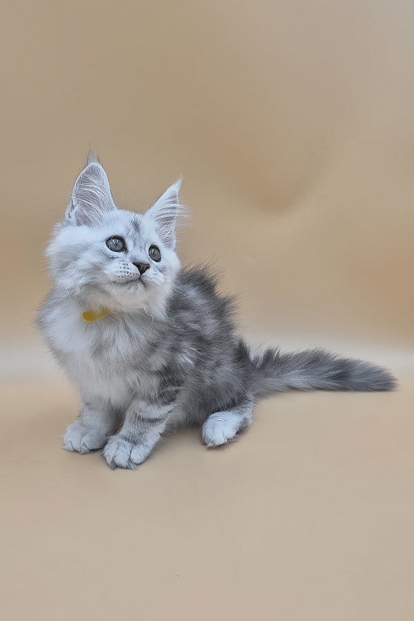 Sterling | Maine Coon Kitten