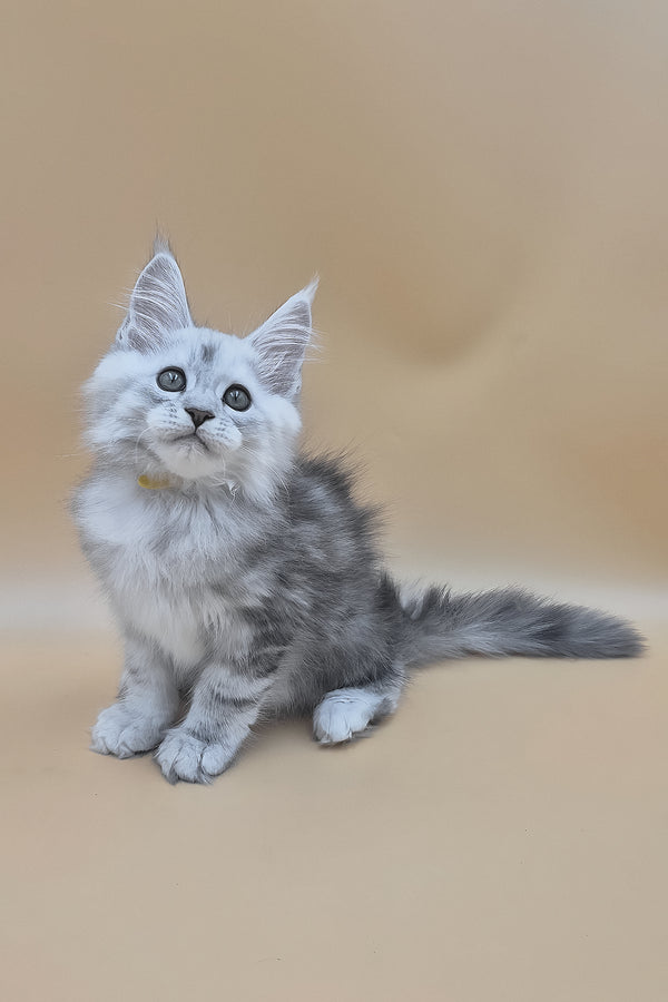 Sterling | Maine Coon Kitten