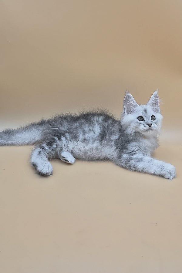 Sterling | Maine Coon Kitten