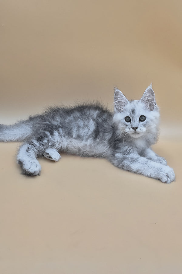Sterling | Maine Coon Kitten