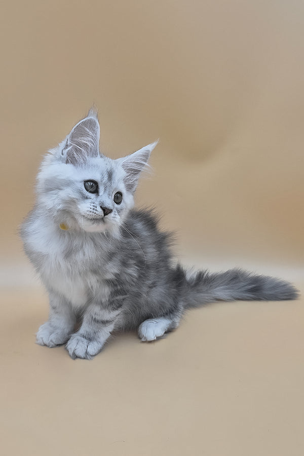 Sterling | Maine Coon Kitten