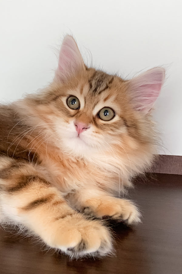 Steven | Siberian Kitten