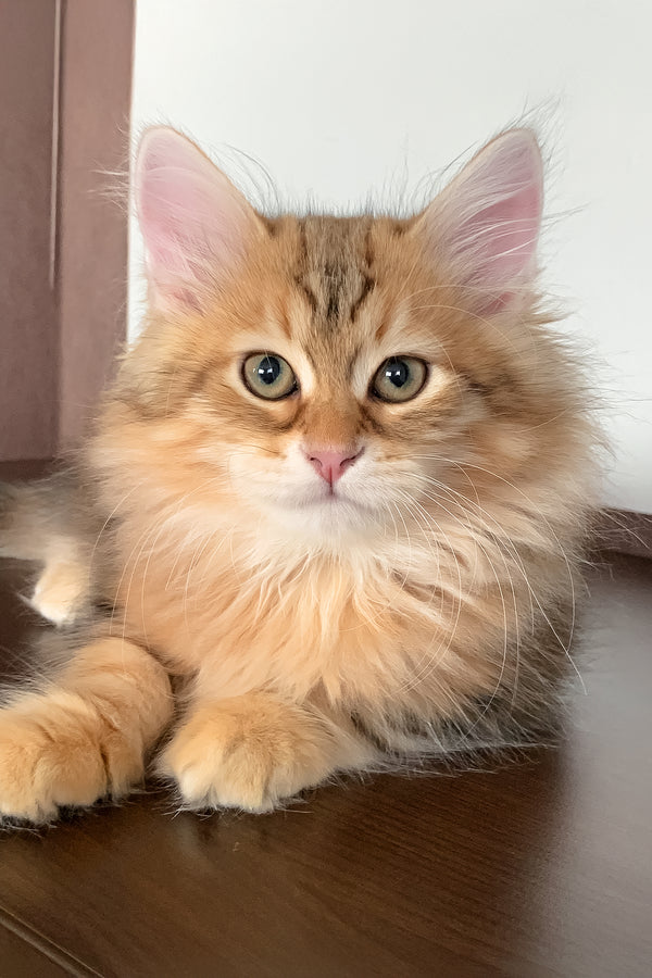 Steven | Siberian Kitten