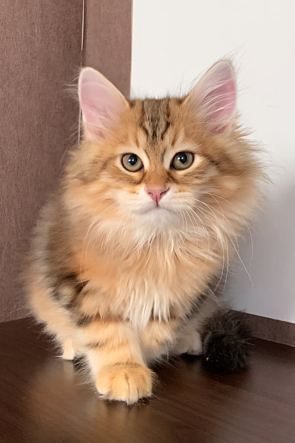 Steven | Siberian Kitten