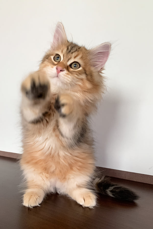 Steven | Siberian Kitten