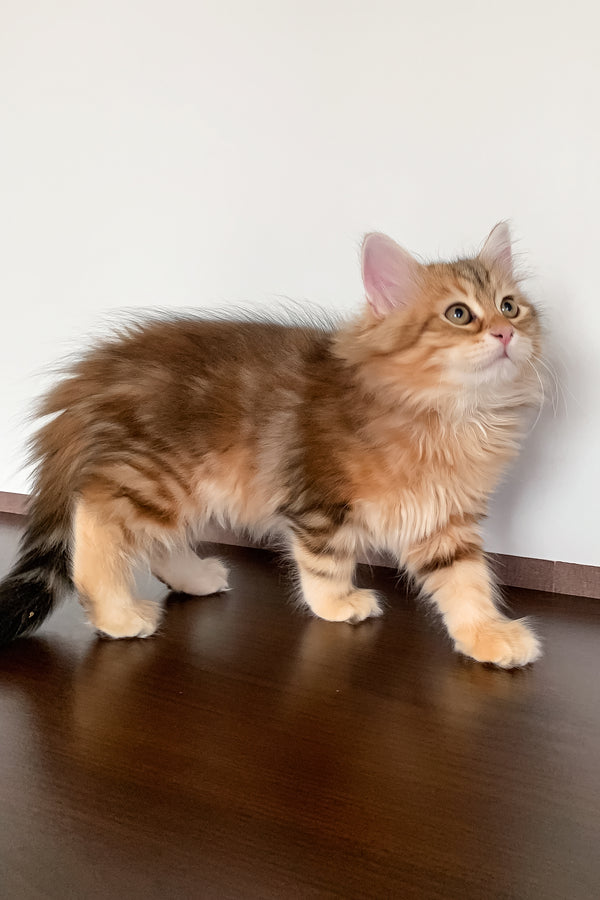 Steven | Siberian Kitten