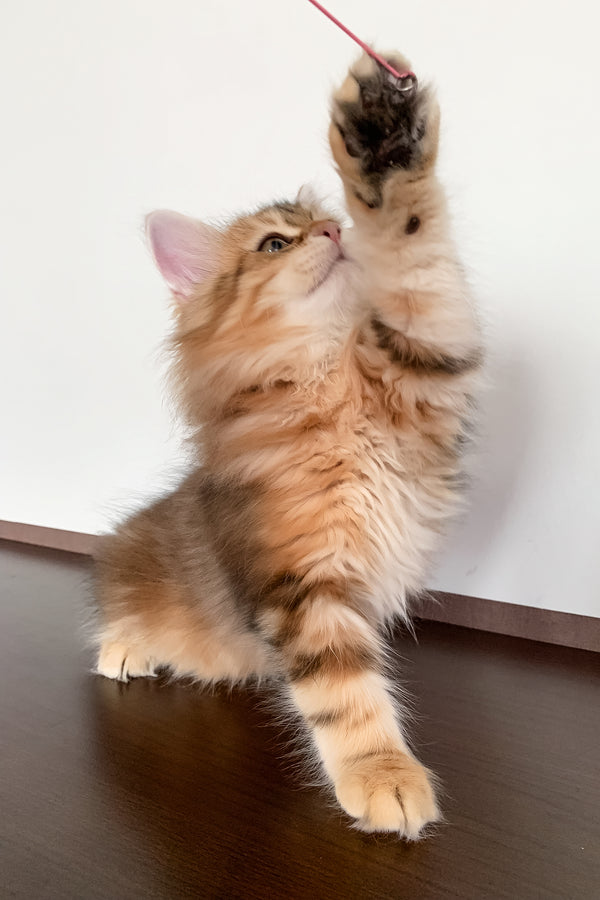 Steven | Siberian Kitten