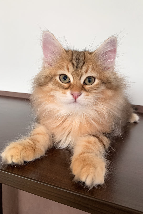 Steven | Siberian Kitten