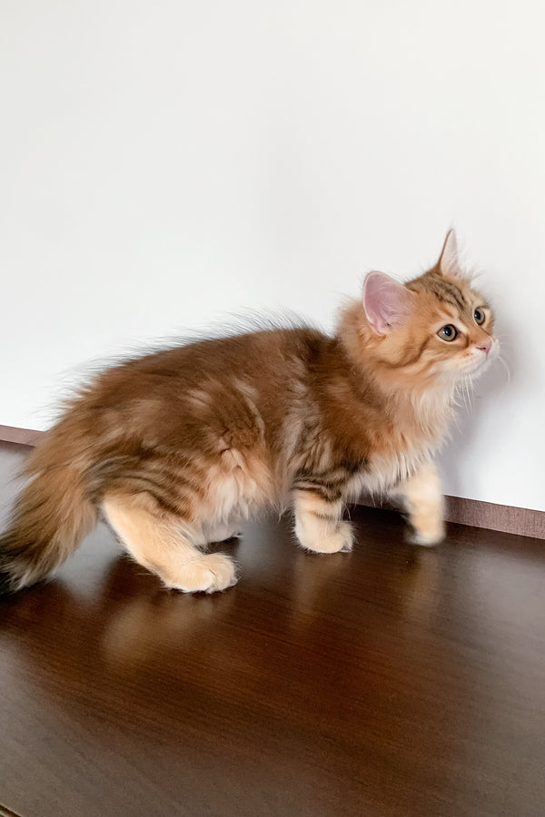 Steven | Siberian Kitten