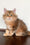 Steven | Siberian Kitten