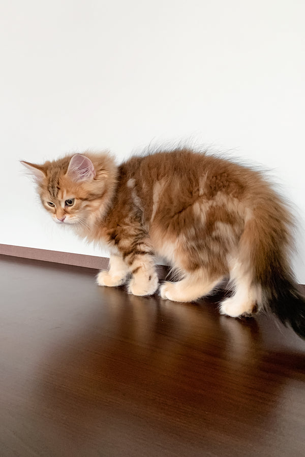 Steven | Siberian Kitten