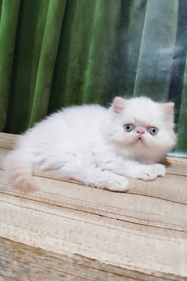 Suleyman | Persian Kitten