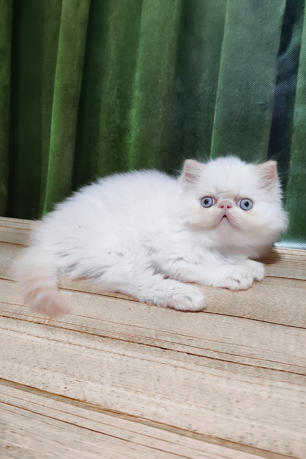 Suleyman | Persian Kitten