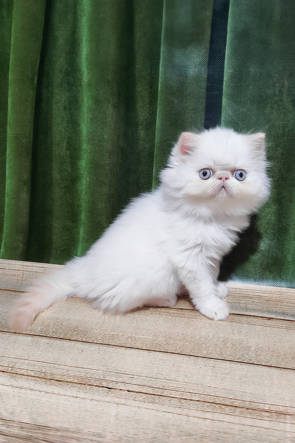 Suleyman | Persian Kitten