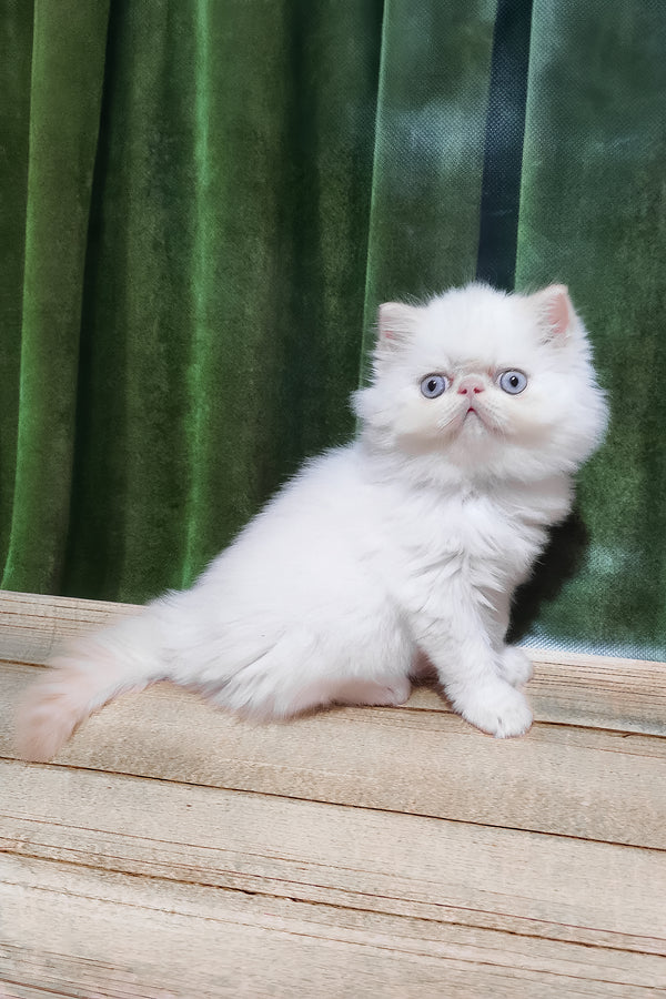 Suleyman | Persian Kitten