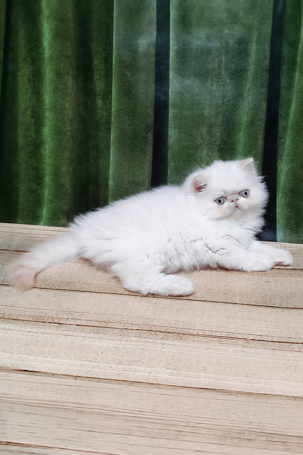 Suleyman | Persian Kitten