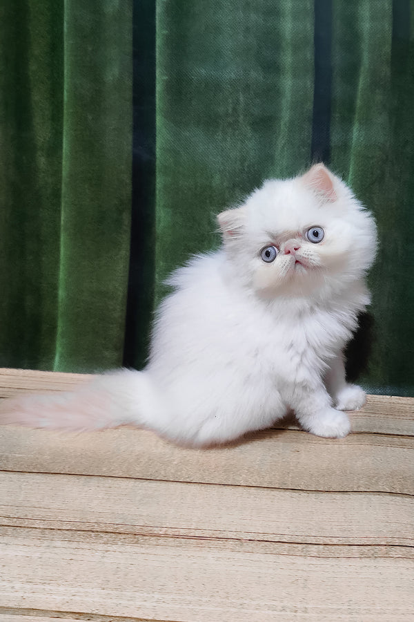 Suleyman | Persian Kitten