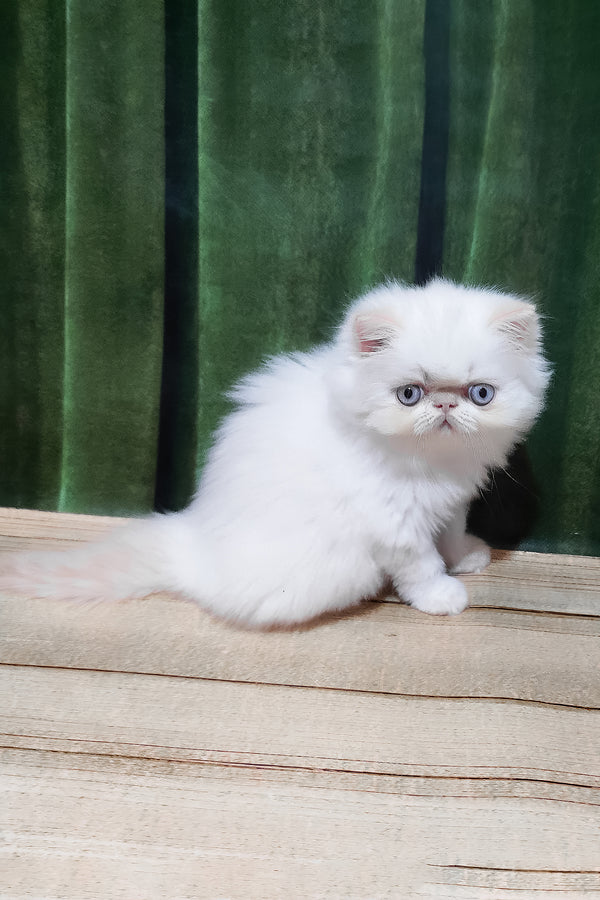 Suleyman | Persian Kitten