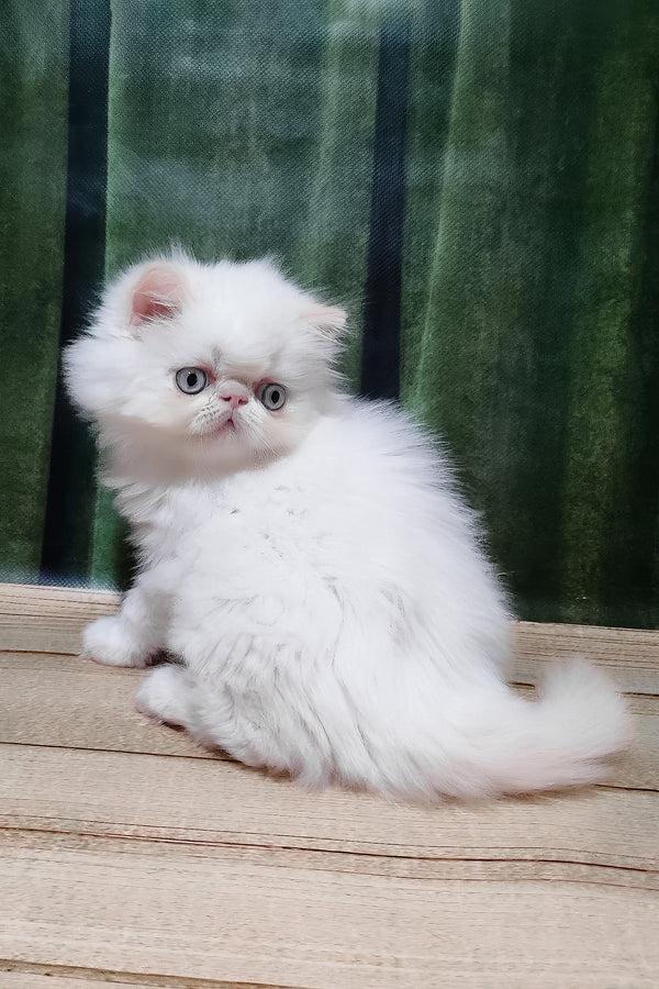 Suleyman | Persian Kitten