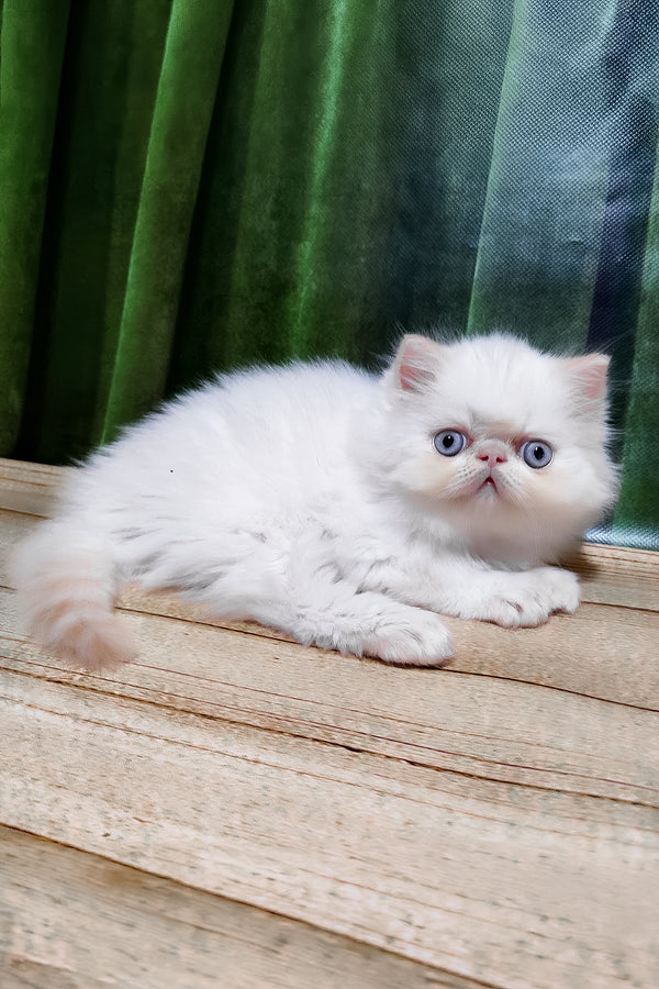 Suleyman | Persian Kitten