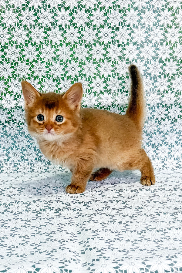 Sunny | Somali Kitten