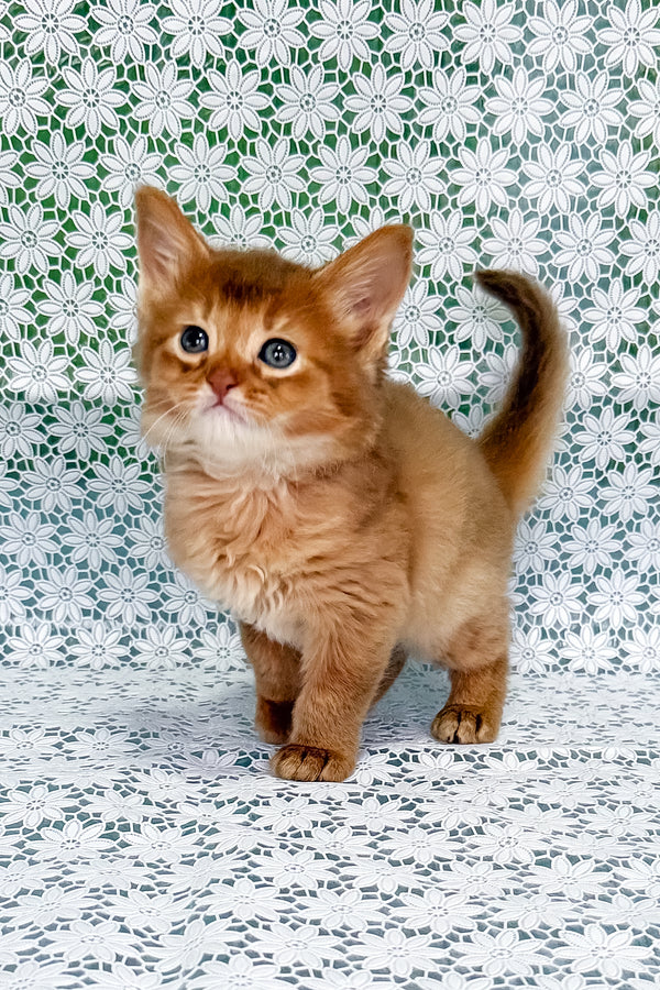 Sunny | Somali Kitten