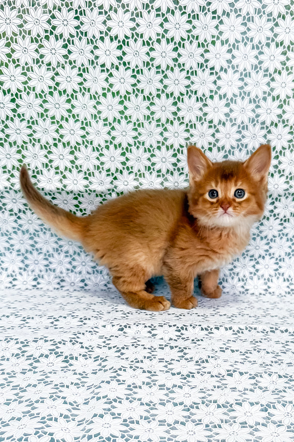 Sunny | Somali Kitten