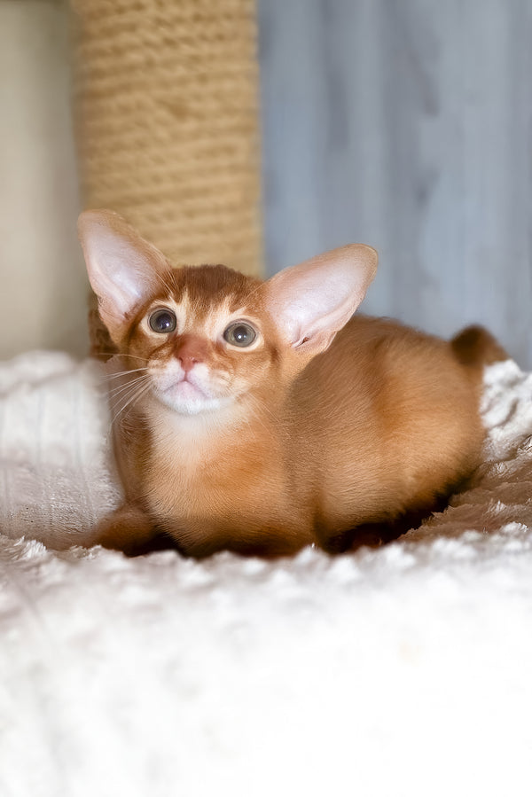 Susan | Abyssinian Kitten