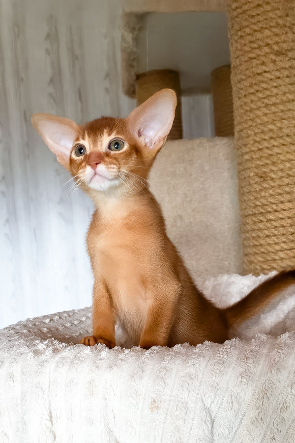 Susan | Abyssinian Kitten