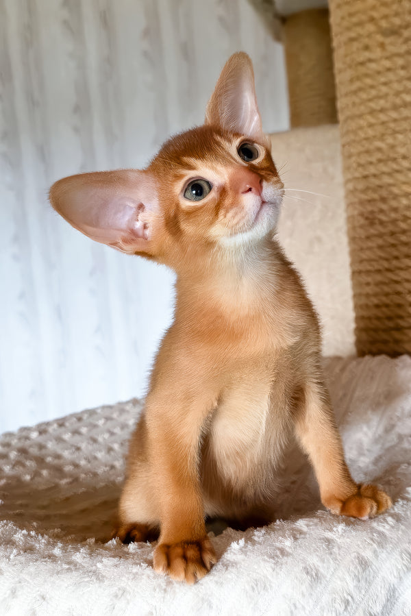 Susan | Abyssinian Kitten