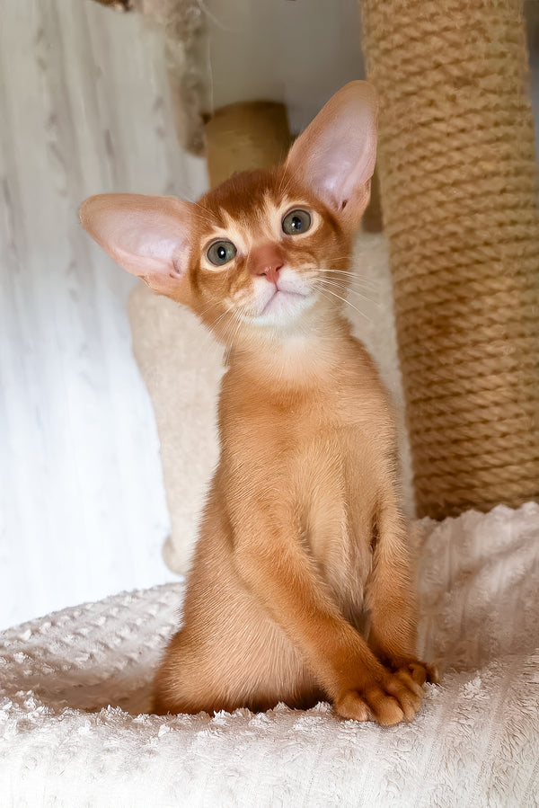 Susan | Abyssinian Kitten