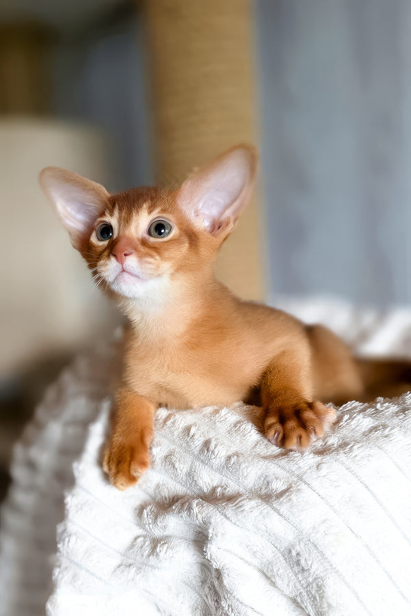 Susan | Abyssinian Kitten