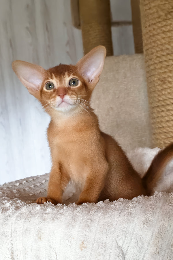 Susan | Abyssinian Kitten
