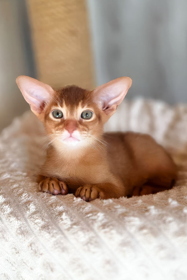 Susan | Abyssinian Kitten