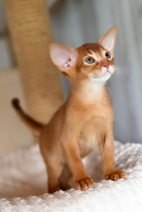 Susan | Abyssinian Kitten