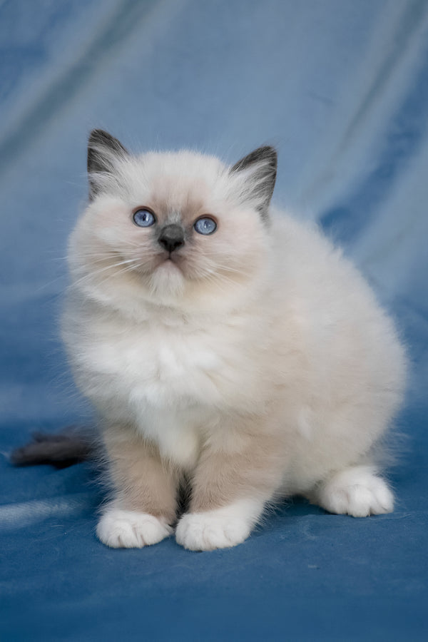 Swadow | Ragdoll Kitten