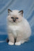 Swadow | Ragdoll Kitten