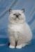 Swadow | Ragdoll Kitten