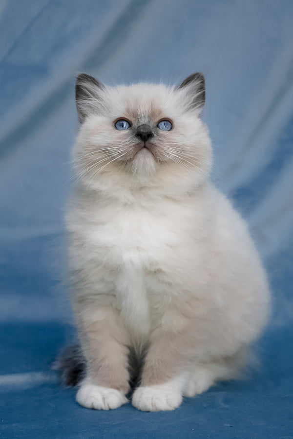 Swadow | Ragdoll Kitten