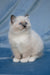 Swadow | Ragdoll Kitten