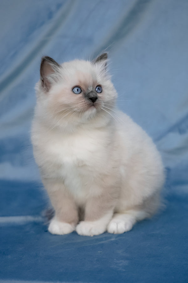 Swadow | Ragdoll Kitten